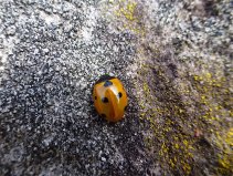 Marienkäfer – Ladybug(Ladybird/Ladybeetle) – Coccinellidae (Wasserkuppe/Rhön)